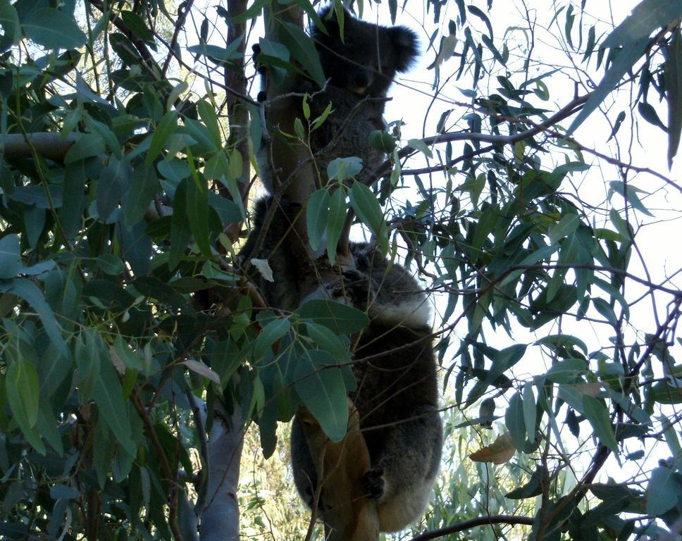 Bed and breakfast Friends At Mclaren Vale Extérieur photo